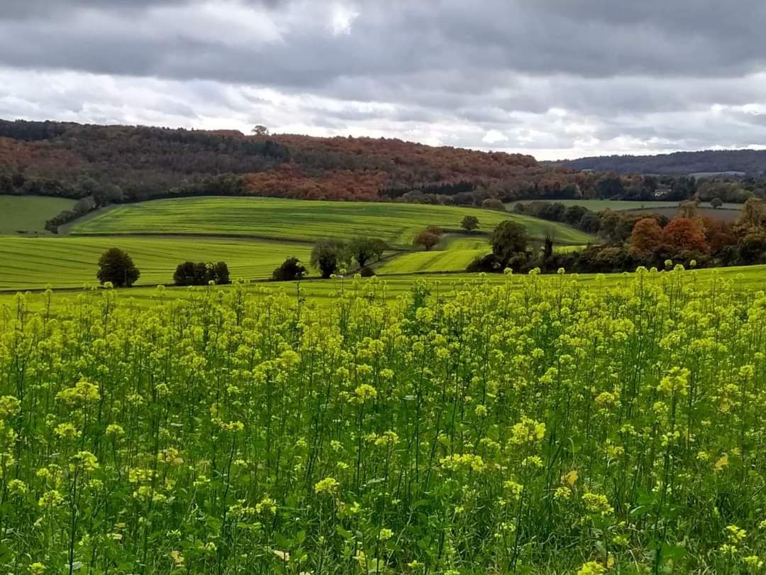 Chiltern Hills
